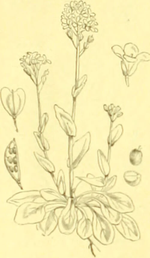 An illustration from Flore pittoresque de la France : anatomie, physiologie, classification, description des plantes indigènes et cultivées au point de vue de l'agriculture, de l'horticulture et de la sylviculture / publiée sous la direction de J. Rothschild., 1885, leaf 140