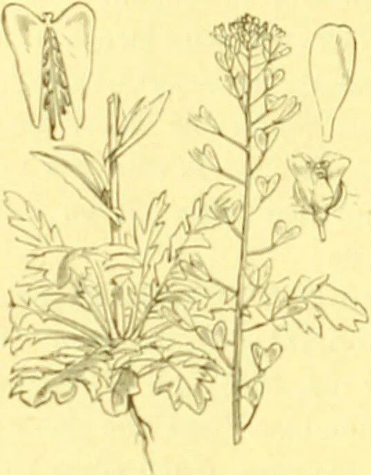 An illustration from Flore pittoresque de la France : anatomie, physiologie, classification, description des plantes indigènes et cultivées au point de vue de l'agriculture, de l'horticulture et de la sylviculture / publiée sous la direction de J. Rothschild., 1885, leaf 140