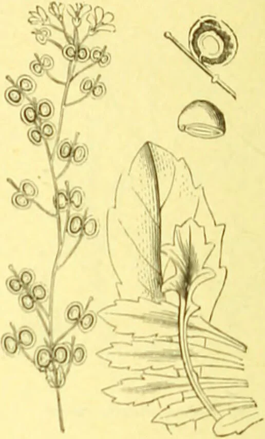 An illustration from Flore pittoresque de la France : anatomie, physiologie, classification, description des plantes indigènes et cultivées au point de vue de l'agriculture, de l'horticulture et de la sylviculture / publiée sous la direction de J. Rothschild., 1885, leaf 140
