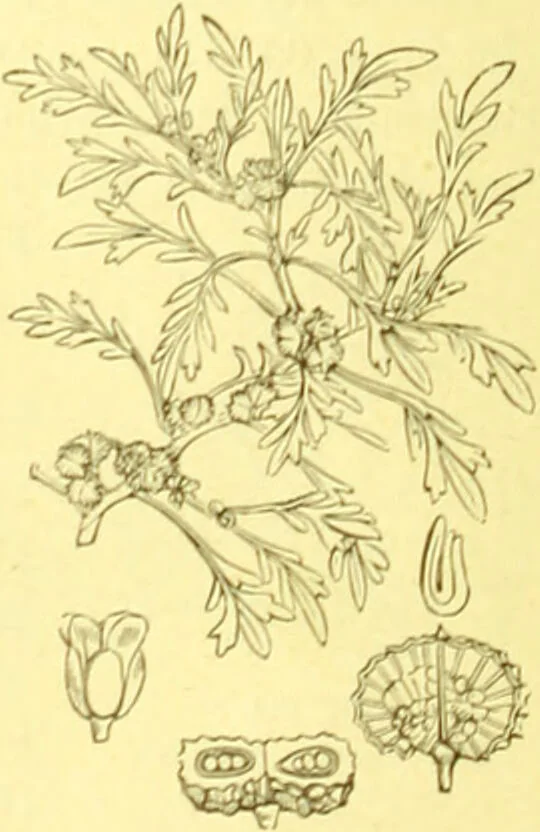An illustration from Flore pittoresque de la France : anatomie, physiologie, classification, description des plantes indigènes et cultivées au point de vue de l'agriculture, de l'horticulture et de la sylviculture / publiée sous la direction de J. Rothschild., 1885, leaf 140