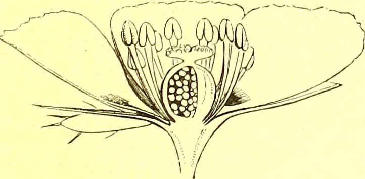 An illustration from Flore pittoresque de la France : anatomie, physiologie, classification, description des plantes indigènes et cultivées au point de vue de l'agriculture, de l'horticulture et de la sylviculture / publiée sous la direction de J. Rothschild., 1885, leaf 141