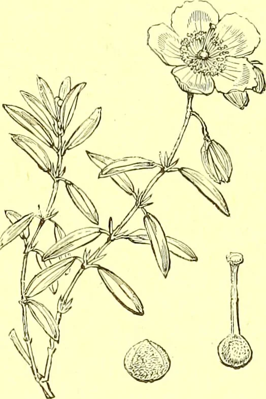 An illustration from Flore pittoresque de la France : anatomie, physiologie, classification, description des plantes indigènes et cultivées au point de vue de l'agriculture, de l'horticulture et de la sylviculture / publiée sous la direction de J. Rothschild., 1885, leaf 141