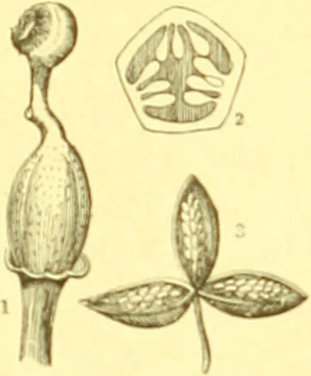 An illustration from Flore pittoresque de la France : anatomie, physiologie, classification, description des plantes indigènes et cultivées au point de vue de l'agriculture, de l'horticulture et de la sylviculture / publiée sous la direction de J. Rothschild., 1885, leaf 142