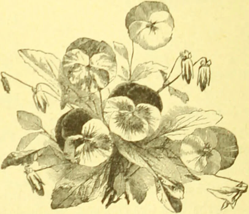 An illustration from Flore pittoresque de la France : anatomie, physiologie, classification, description des plantes indigènes et cultivées au point de vue de l'agriculture, de l'horticulture et de la sylviculture / publiée sous la direction de J. Rothschild., 1885, leaf 142