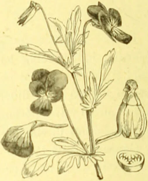 An illustration from Flore pittoresque de la France : anatomie, physiologie, classification, description des plantes indigènes et cultivées au point de vue de l'agriculture, de l'horticulture et de la sylviculture / publiée sous la direction de J. Rothschild., 1885, leaf 142