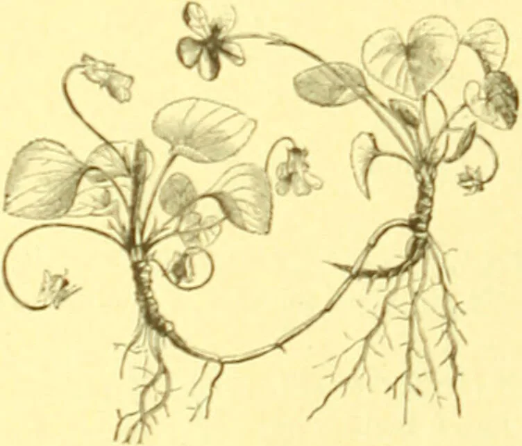An illustration from Flore pittoresque de la France : anatomie, physiologie, classification, description des plantes indigènes et cultivées au point de vue de l'agriculture, de l'horticulture et de la sylviculture / publiée sous la direction de J. Rothschild., 1885, leaf 142