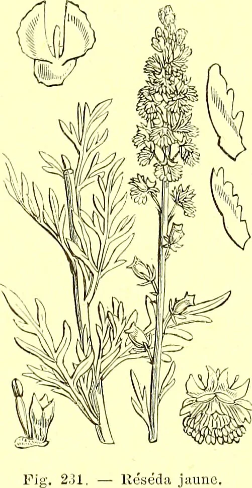 An illustration from Flore pittoresque de la France : anatomie, physiologie, classification, description des plantes indigènes et cultivées au point de vue de l'agriculture, de l'horticulture et de la sylviculture / publiée sous la direction de J. Rothschild., 1885, leaf 145