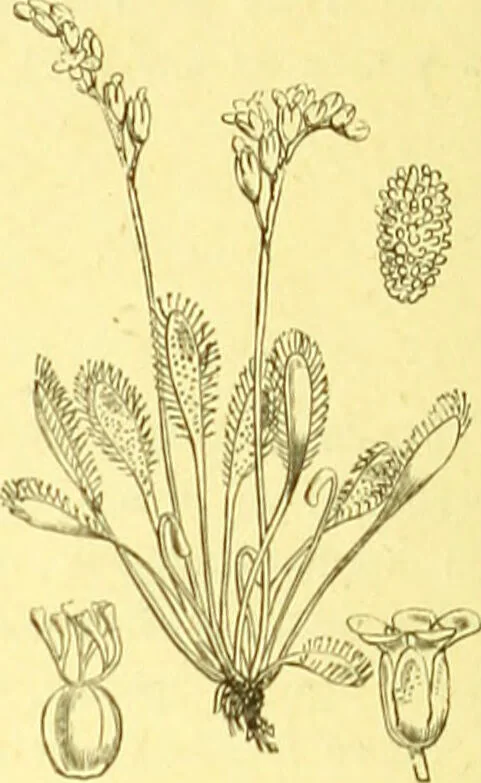 An illustration from Flore pittoresque de la France : anatomie, physiologie, classification, description des plantes indigènes et cultivées au point de vue de l'agriculture, de l'horticulture et de la sylviculture / publiée sous la direction de J. Rothschild., 1885, leaf 146
