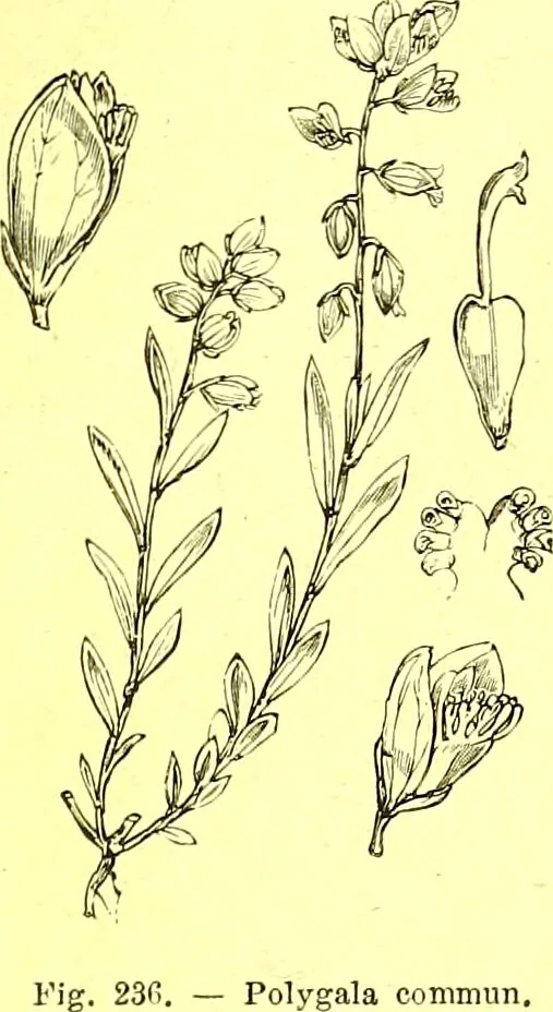An illustration from Flore pittoresque de la France : anatomie, physiologie, classification, description des plantes indigènes et cultivées au point de vue de l'agriculture, de l'horticulture et de la sylviculture / publiée sous la direction de J. Rothschild., 1885, leaf 147
