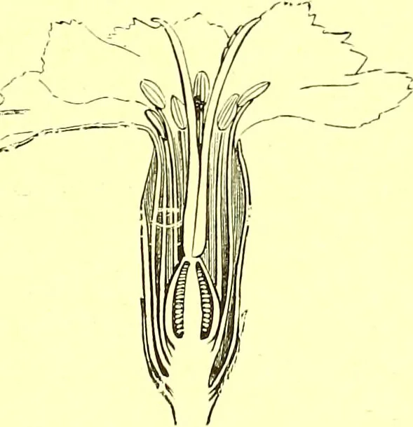 An illustration from Flore pittoresque de la France : anatomie, physiologie, classification, description des plantes indigènes et cultivées au point de vue de l'agriculture, de l'horticulture et de la sylviculture / publiée sous la direction de J. Rothschild., 1885, leaf 147