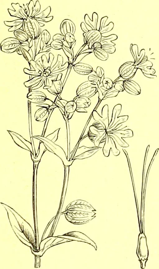 An illustration from Flore pittoresque de la France : anatomie, physiologie, classification, description des plantes indigènes et cultivées au point de vue de l'agriculture, de l'horticulture et de la sylviculture / publiée sous la direction de J. Rothschild., 1885, leaf 147
