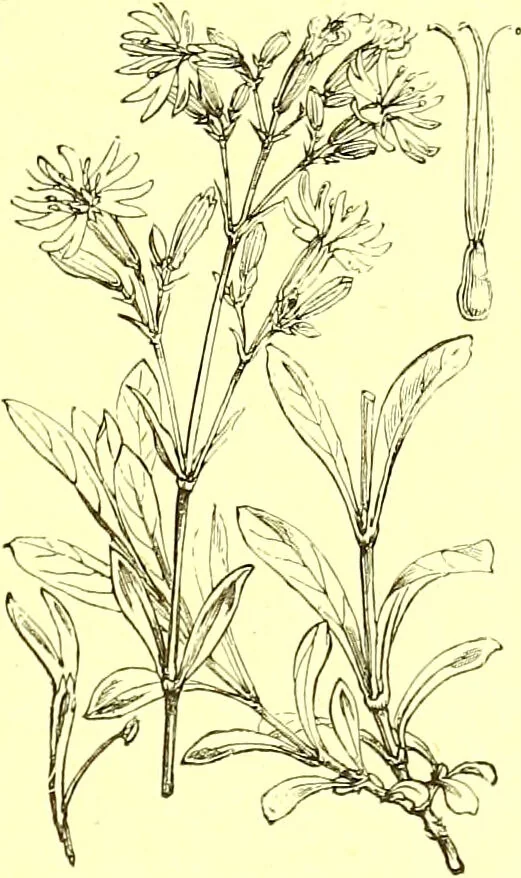 An illustration from Flore pittoresque de la France : anatomie, physiologie, classification, description des plantes indigènes et cultivées au point de vue de l'agriculture, de l'horticulture et de la sylviculture / publiée sous la direction de J. Rothschild., 1885, leaf 147