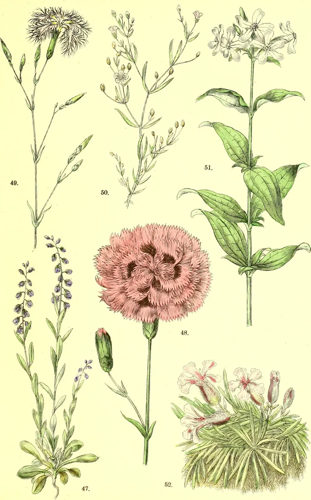An illustration from Flore pittoresque de la France : anatomie, physiologie, classification, description des plantes indigènes et cultivées au point de vue de l'agriculture, de l'horticulture et de la sylviculture / publiée sous la direction de J. Rothschild., 1885, leaf 149
