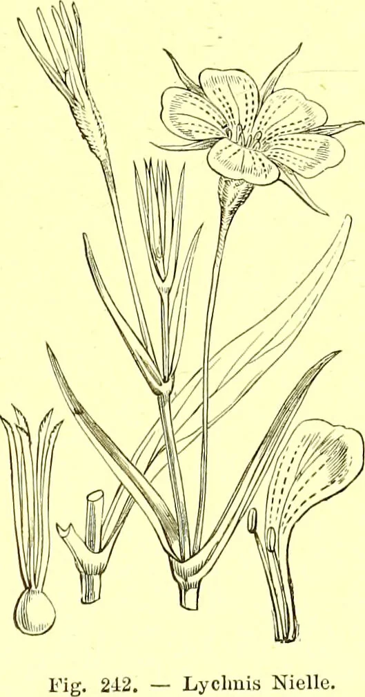 An illustration from Flore pittoresque de la France : anatomie, physiologie, classification, description des plantes indigènes et cultivées au point de vue de l'agriculture, de l'horticulture et de la sylviculture / publiée sous la direction de J. Rothschild., 1885, leaf 151