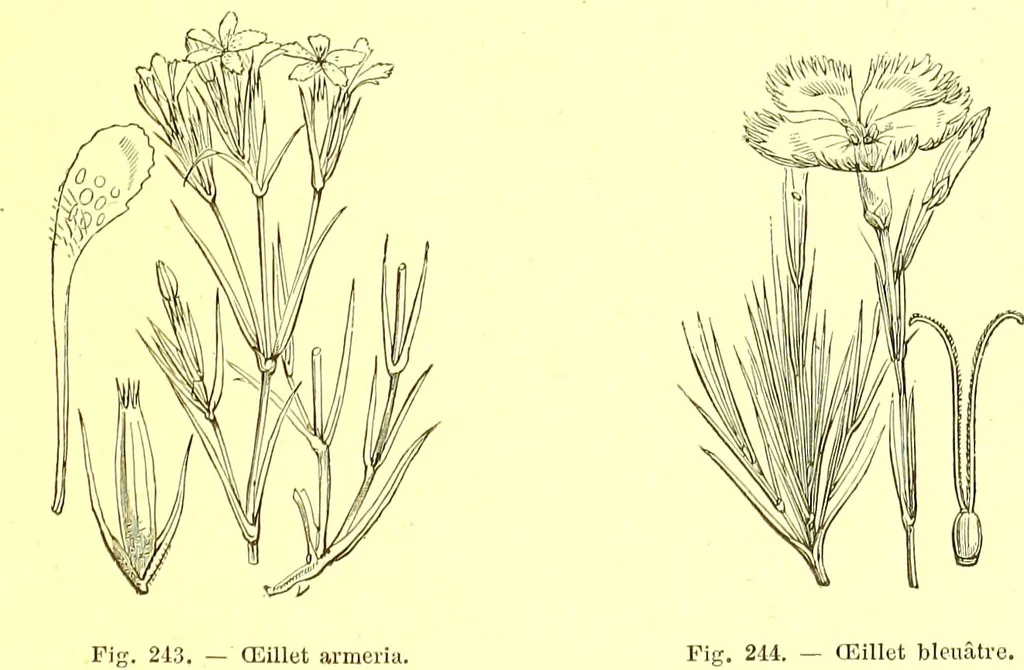 An illustration from Flore pittoresque de la France : anatomie, physiologie, classification, description des plantes indigènes et cultivées au point de vue de l'agriculture, de l'horticulture et de la sylviculture / publiée sous la direction de J. Rothschild., 1885, leaf 151