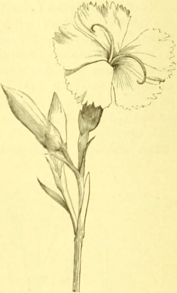 An illustration from Flore pittoresque de la France : anatomie, physiologie, classification, description des plantes indigènes et cultivées au point de vue de l'agriculture, de l'horticulture et de la sylviculture / publiée sous la direction de J. Rothschild., 1885, leaf 152