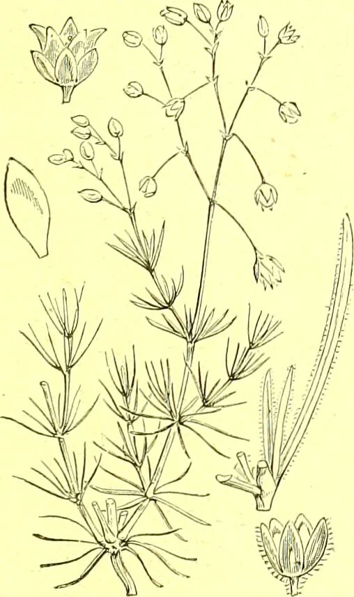 An illustration from Flore pittoresque de la France : anatomie, physiologie, classification, description des plantes indigènes et cultivées au point de vue de l'agriculture, de l'horticulture et de la sylviculture / publiée sous la direction de J. Rothschild., 1885, leaf 153
