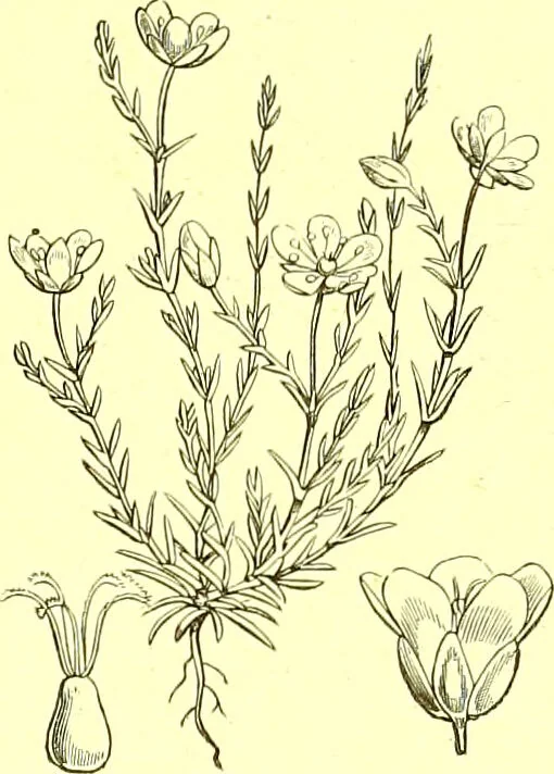 An illustration from Flore pittoresque de la France : anatomie, physiologie, classification, description des plantes indigènes et cultivées au point de vue de l'agriculture, de l'horticulture et de la sylviculture / publiée sous la direction de J. Rothschild., 1885, leaf 153