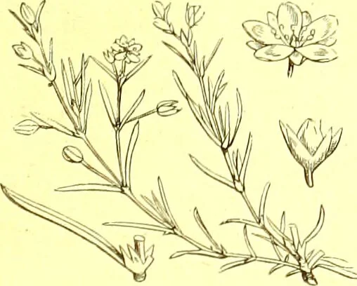 An illustration from Flore pittoresque de la France : anatomie, physiologie, classification, description des plantes indigènes et cultivées au point de vue de l'agriculture, de l'horticulture et de la sylviculture / publiée sous la direction de J. Rothschild., 1885, leaf 153