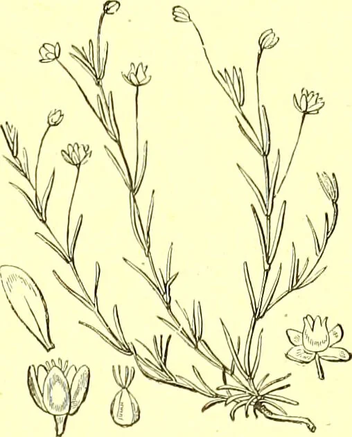 An illustration from Flore pittoresque de la France : anatomie, physiologie, classification, description des plantes indigènes et cultivées au point de vue de l'agriculture, de l'horticulture et de la sylviculture / publiée sous la direction de J. Rothschild., 1885, leaf 153