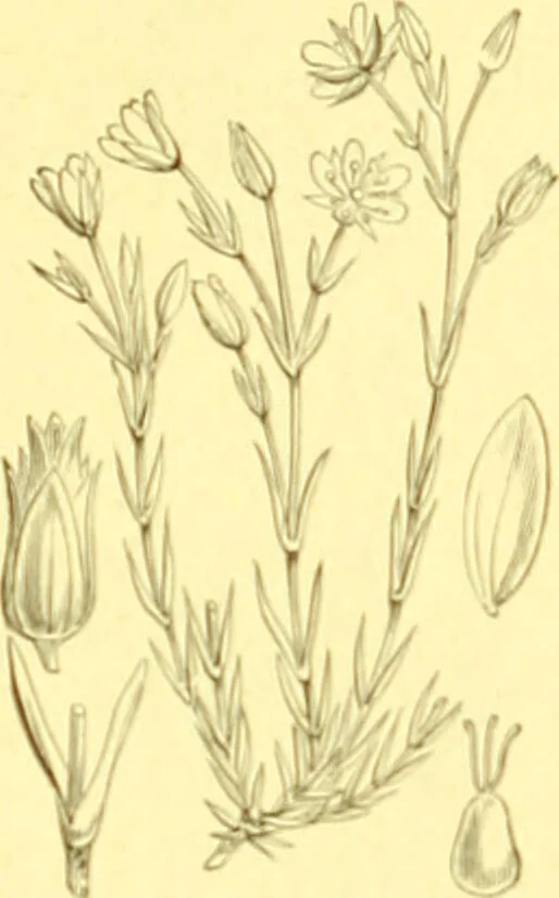 An illustration from Flore pittoresque de la France : anatomie, physiologie, classification, description des plantes indigènes et cultivées au point de vue de l'agriculture, de l'horticulture et de la sylviculture / publiée sous la direction de J. Rothschild., 1885, leaf 154