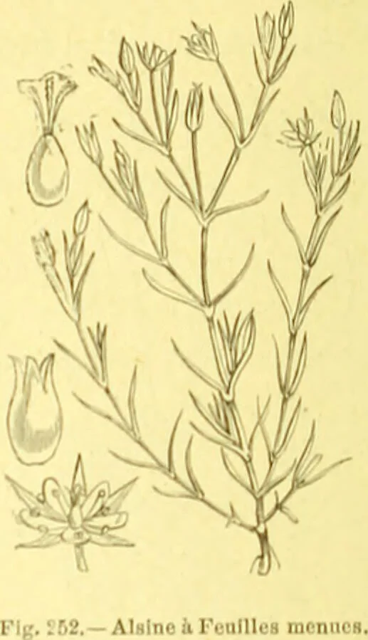 An illustration from Flore pittoresque de la France : anatomie, physiologie, classification, description des plantes indigènes et cultivées au point de vue de l'agriculture, de l'horticulture et de la sylviculture / publiée sous la direction de J. Rothschild., 1885, leaf 154