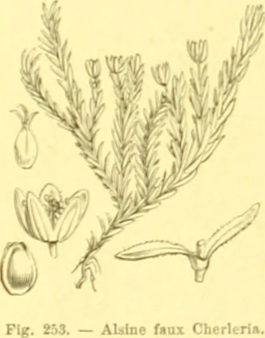 An illustration from Flore pittoresque de la France : anatomie, physiologie, classification, description des plantes indigènes et cultivées au point de vue de l'agriculture, de l'horticulture et de la sylviculture / publiée sous la direction de J. Rothschild., 1885, leaf 154