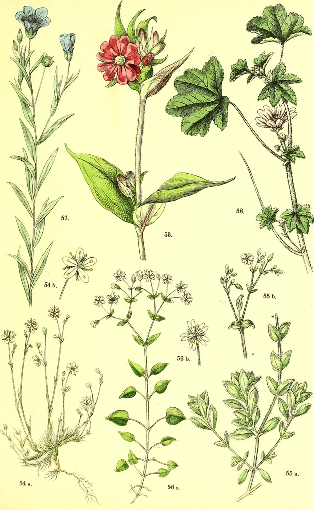 An illustration from Flore pittoresque de la France : anatomie, physiologie, classification, description des plantes indigènes et cultivées au point de vue de l'agriculture, de l'horticulture et de la sylviculture / publiée sous la direction de J. Rothschild., 1885, leaf 155