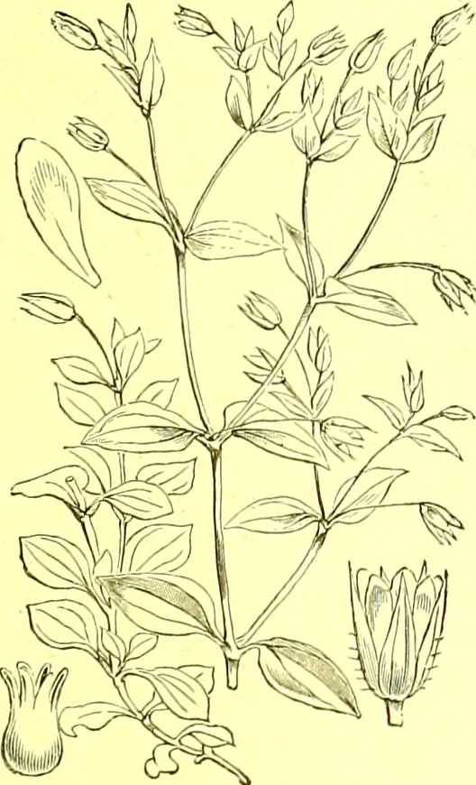 An illustration from Flore pittoresque de la France : anatomie, physiologie, classification, description des plantes indigènes et cultivées au point de vue de l'agriculture, de l'horticulture et de la sylviculture / publiée sous la direction de J. Rothschild., 1885, leaf 157