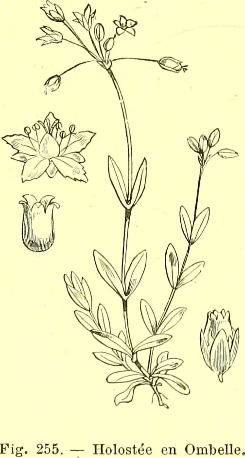 An illustration from Flore pittoresque de la France : anatomie, physiologie, classification, description des plantes indigènes et cultivées au point de vue de l'agriculture, de l'horticulture et de la sylviculture / publiée sous la direction de J. Rothschild., 1885, leaf 157