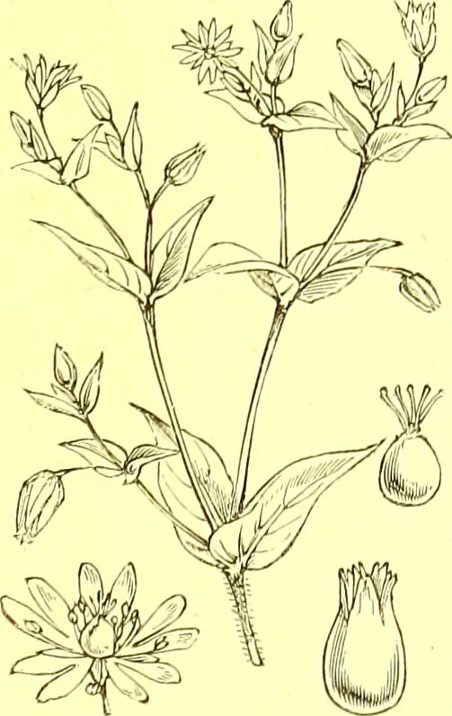 An illustration from Flore pittoresque de la France : anatomie, physiologie, classification, description des plantes indigènes et cultivées au point de vue de l'agriculture, de l'horticulture et de la sylviculture / publiée sous la direction de J. Rothschild., 1885, leaf 157