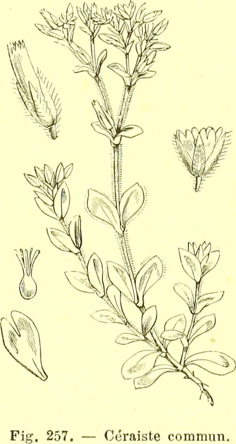 An illustration from Flore pittoresque de la France : anatomie, physiologie, classification, description des plantes indigènes et cultivées au point de vue de l'agriculture, de l'horticulture et de la sylviculture / publiée sous la direction de J. Rothschild., 1885, leaf 157