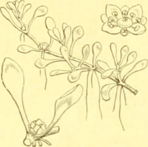 An illustration from Flore pittoresque de la France : anatomie, physiologie, classification, description des plantes indigènes et cultivées au point de vue de l'agriculture, de l'horticulture et de la sylviculture / publiée sous la direction de J. Rothschild., 1885, leaf 158