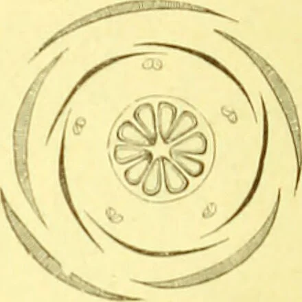 An illustration from Flore pittoresque de la France : anatomie, physiologie, classification, description des plantes indigènes et cultivées au point de vue de l'agriculture, de l'horticulture et de la sylviculture / publiée sous la direction de J. Rothschild., 1885, leaf 158