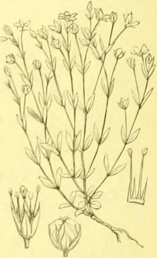 An illustration from Flore pittoresque de la France : anatomie, physiologie, classification, description des plantes indigènes et cultivées au point de vue de l'agriculture, de l'horticulture et de la sylviculture / publiée sous la direction de J. Rothschild., 1885, leaf 158