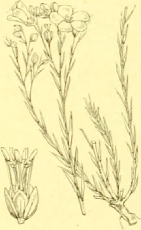An illustration from Flore pittoresque de la France : anatomie, physiologie, classification, description des plantes indigènes et cultivées au point de vue de l'agriculture, de l'horticulture et de la sylviculture / publiée sous la direction de J. Rothschild., 1885, leaf 158