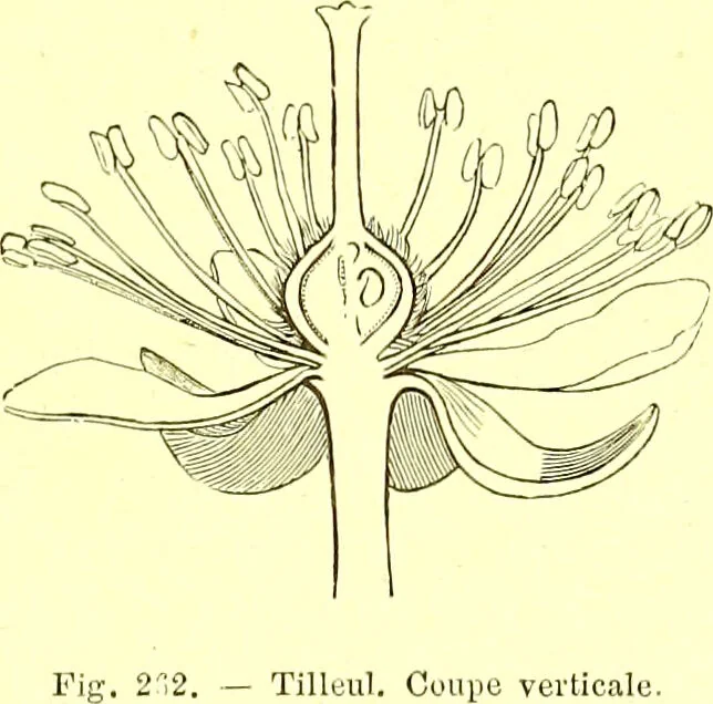 An illustration from Flore pittoresque de la France : anatomie, physiologie, classification, description des plantes indigènes et cultivées au point de vue de l'agriculture, de l'horticulture et de la sylviculture / publiée sous la direction de J. Rothschild., 1885, leaf 159