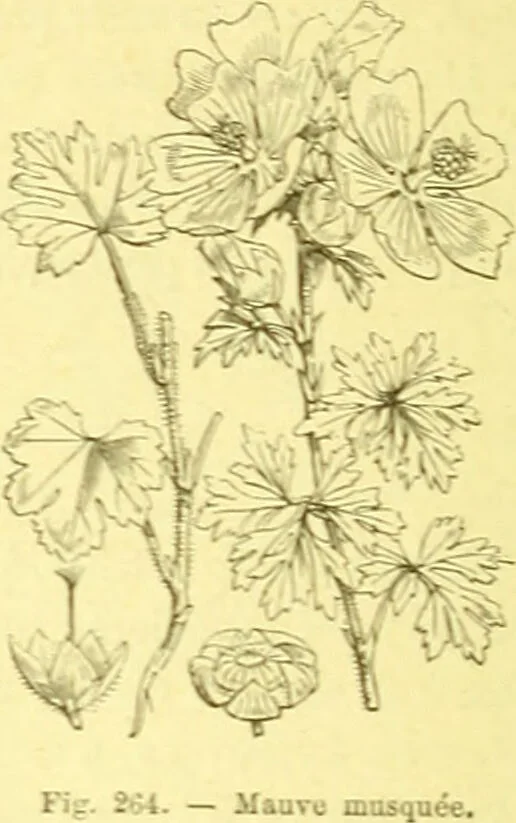 An illustration from Flore pittoresque de la France : anatomie, physiologie, classification, description des plantes indigènes et cultivées au point de vue de l'agriculture, de l'horticulture et de la sylviculture / publiée sous la direction de J. Rothschild., 1885, leaf 160