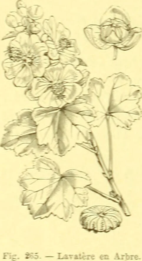 An illustration from Flore pittoresque de la France : anatomie, physiologie, classification, description des plantes indigènes et cultivées au point de vue de l'agriculture, de l'horticulture et de la sylviculture / publiée sous la direction de J. Rothschild., 1885, leaf 160