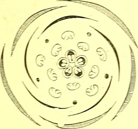 An illustration from Flore pittoresque de la France : anatomie, physiologie, classification, description des plantes indigènes et cultivées au point de vue de l'agriculture, de l'horticulture et de la sylviculture / publiée sous la direction de J. Rothschild., 1885, leaf 161