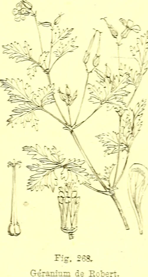 An illustration from Flore pittoresque de la France : anatomie, physiologie, classification, description des plantes indigènes et cultivées au point de vue de l'agriculture, de l'horticulture et de la sylviculture / publiée sous la direction de J. Rothschild., 1885, leaf 161