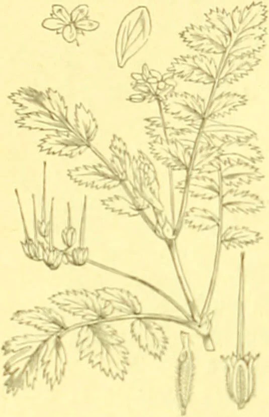 An illustration from Flore pittoresque de la France : anatomie, physiologie, classification, description des plantes indigènes et cultivées au point de vue de l'agriculture, de l'horticulture et de la sylviculture / publiée sous la direction de J. Rothschild., 1885, leaf 162