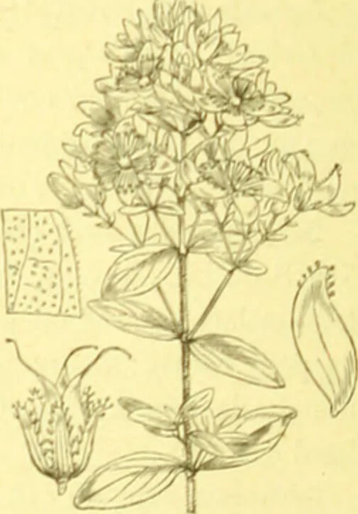 An illustration from Flore pittoresque de la France : anatomie, physiologie, classification, description des plantes indigènes et cultivées au point de vue de l'agriculture, de l'horticulture et de la sylviculture / publiée sous la direction de J. Rothschild., 1885, leaf 162