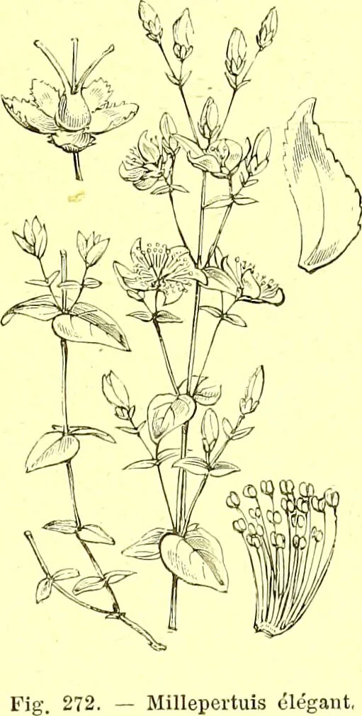 An illustration from Flore pittoresque de la France : anatomie, physiologie, classification, description des plantes indigènes et cultivées au point de vue de l'agriculture, de l'horticulture et de la sylviculture / publiée sous la direction de J. Rothschild., 1885, leaf 163