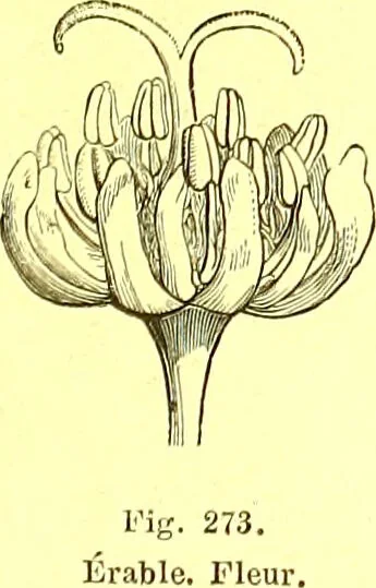An illustration from Flore pittoresque de la France : anatomie, physiologie, classification, description des plantes indigènes et cultivées au point de vue de l'agriculture, de l'horticulture et de la sylviculture / publiée sous la direction de J. Rothschild., 1885, leaf 163