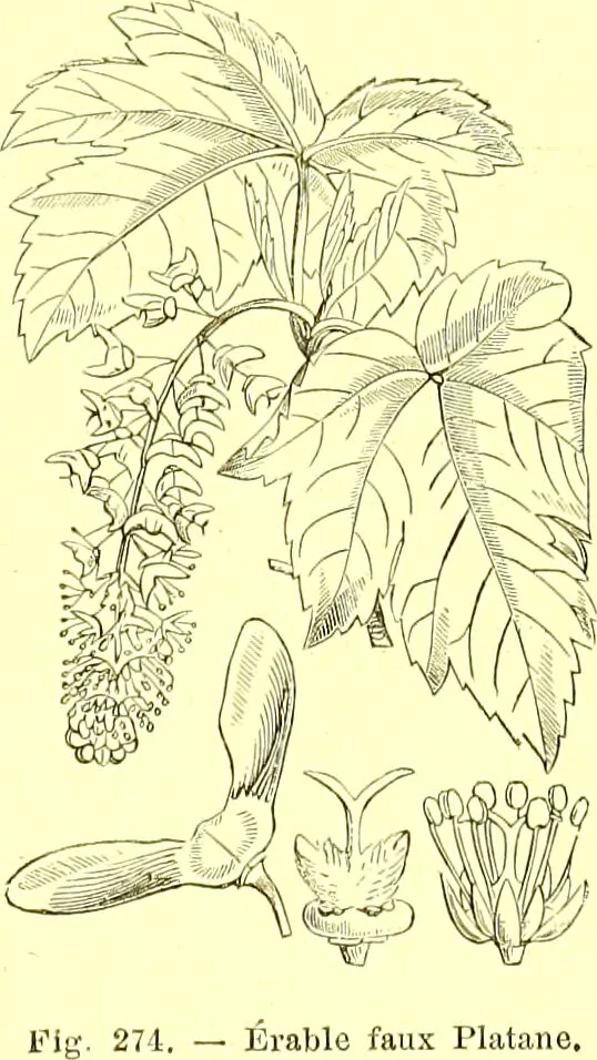 An illustration from Flore pittoresque de la France : anatomie, physiologie, classification, description des plantes indigènes et cultivées au point de vue de l'agriculture, de l'horticulture et de la sylviculture / publiée sous la direction de J. Rothschild., 1885, leaf 163