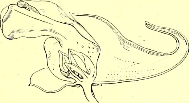 An illustration from Flore pittoresque de la France : anatomie, physiologie, classification, description des plantes indigènes et cultivées au point de vue de l'agriculture, de l'horticulture et de la sylviculture / publiée sous la direction de J. Rothschild., 1885, leaf 167