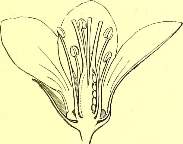 An illustration from Flore pittoresque de la France : anatomie, physiologie, classification, description des plantes indigènes et cultivées au point de vue de l'agriculture, de l'horticulture et de la sylviculture / publiée sous la direction de J. Rothschild., 1885, leaf 167