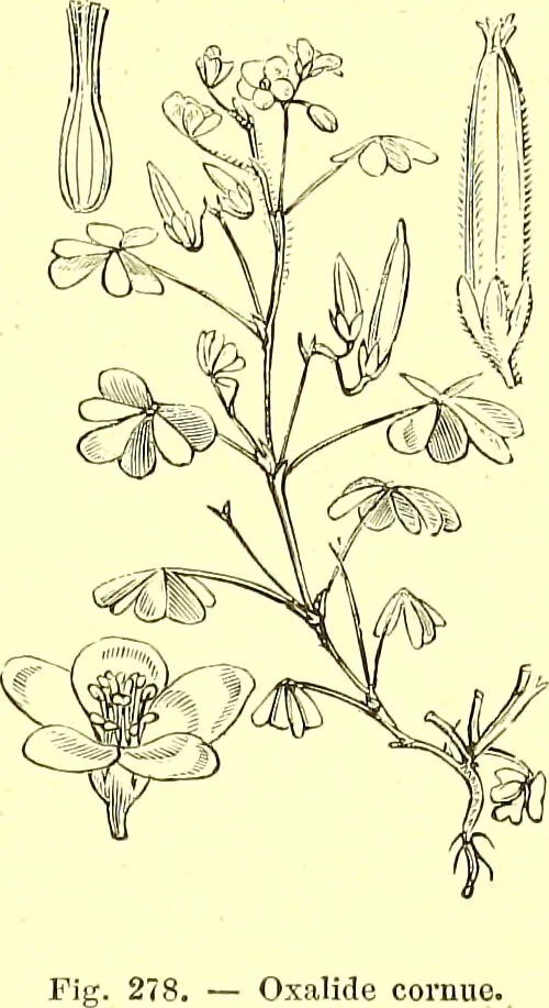 An illustration from Flore pittoresque de la France : anatomie, physiologie, classification, description des plantes indigènes et cultivées au point de vue de l'agriculture, de l'horticulture et de la sylviculture / publiée sous la direction de J. Rothschild., 1885, leaf 167