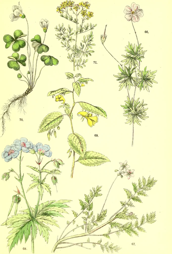 An illustration from Flore pittoresque de la France : anatomie, physiologie, classification, description des plantes indigènes et cultivées au point de vue de l'agriculture, de l'horticulture et de la sylviculture / publiée sous la direction de J. Rothschild., 1885, leaf 169